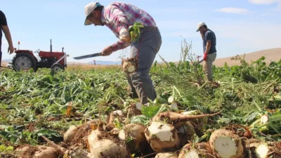 Yozgat’ta şeker pancarı kotası 66 bin ton artırıldı. Yeni düzenlemeyle