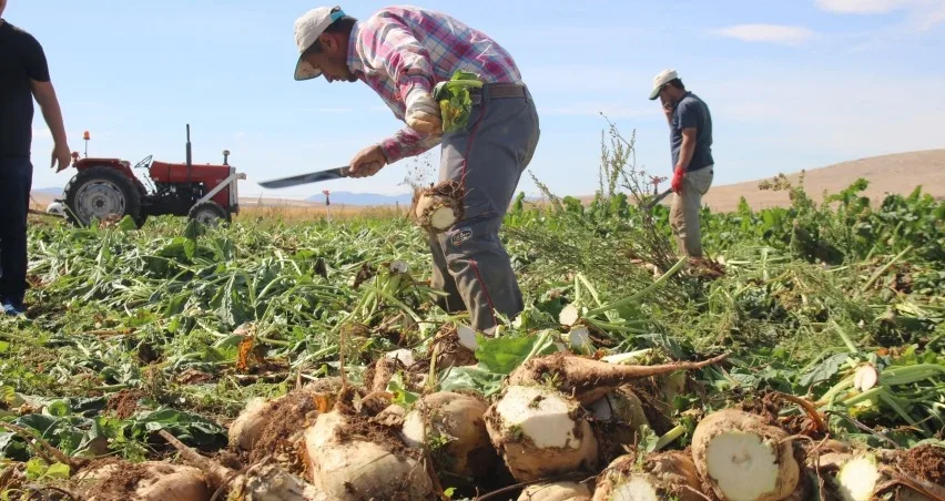 Yozgat’ta şeker pancarı kotası 66 bin ton artırıldı. Yeni düzenlemeyle