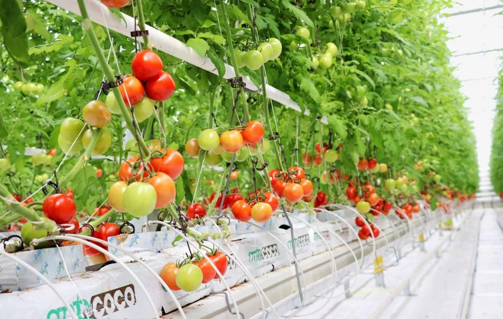 Yerköy Jeotermal Kaynaklı Sera İhtisas OSB Resmen Kuruldu Yerköy Jeotermal Kaynaklı Sera Tarıma Dayalı İhtisas Organize Sanayi Bölgesi’nin