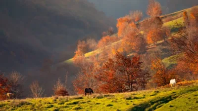 Sonbahar, doğanın en büyüleyici halini aldığı, renklerin adeta dans ettiği