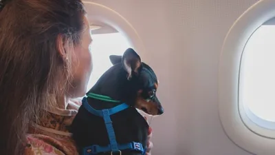 Evcil hayvanlarla seyahat etmek, hem sahipleri hem de sevimli dostları