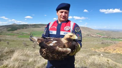 Yozgat-Sorgun’da Yaratıklara Yönelik Başarılı Operasyon: Yaralı Kaya Kartalı Kurtarıldı.
