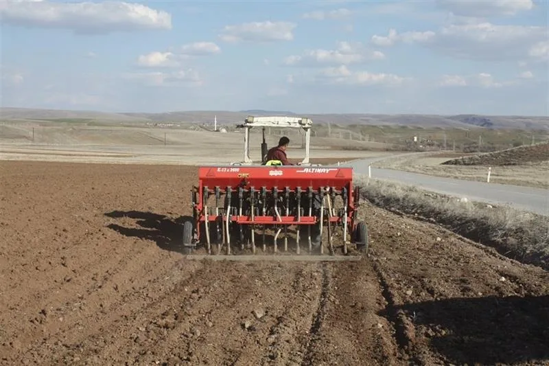 Yozgat’ta tescilli yerli yeşil mercimek tohumları toprakla buluştu. Bozok, Karagül,