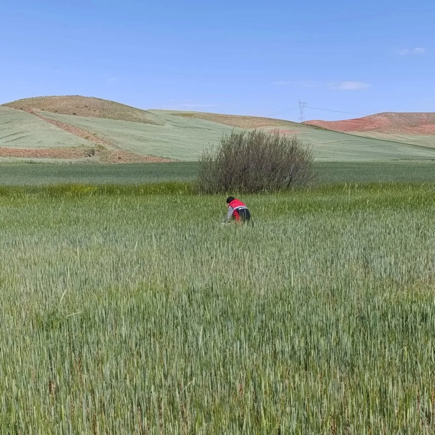 Yerköy İlçe Tarım ve Orman Müdürlüğü, 5996 sayılı Kanun kapsamında