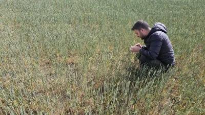 Yerköy İlçe Tarım ve Orman Müdürlüğü, hububat ekili arazilerde ciddi