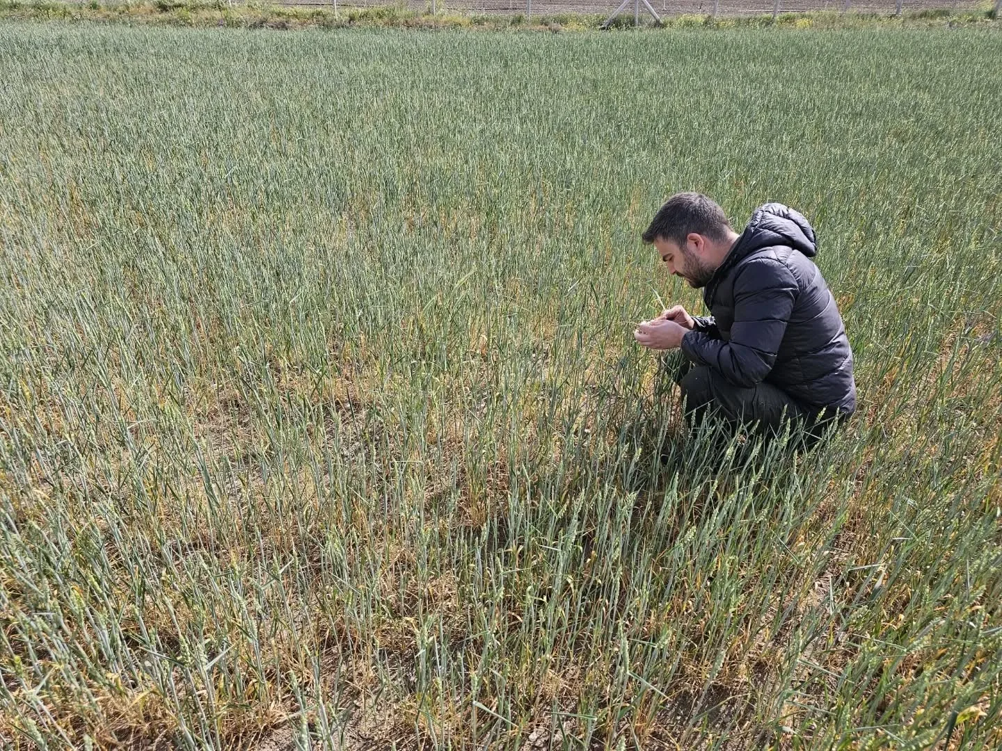 Yerköy İlçe Tarım ve Orman Müdürlüğü, hububat ekili arazilerde ciddi