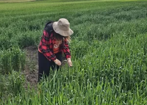 Yerköy İlçe Tarım ve Orman Müdürlüğü, süne zararlısına karşı kritik