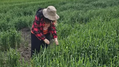 Yerköy İlçe Tarım ve Orman Müdürlüğü, süne zararlısına karşı kritik