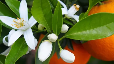 Adana’nın renkli ve eğlenceli etkinliği olan Portakal Çiçeği Karnavalı, her