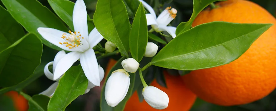 Adana’nın renkli ve eğlenceli etkinliği olan Portakal Çiçeği Karnavalı, her