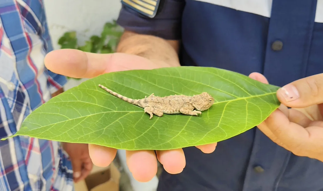 Yerköy ilçemizde nesli tükenme tehdidi altındaki bozkır keleri, duyarlı bir