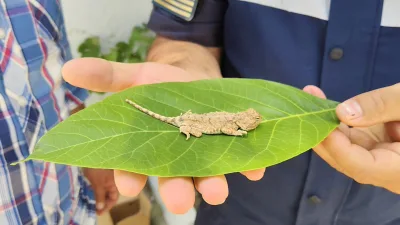 Yerköy ilçemizde nesli tükenme tehdidi altındaki bozkır keleri, duyarlı bir