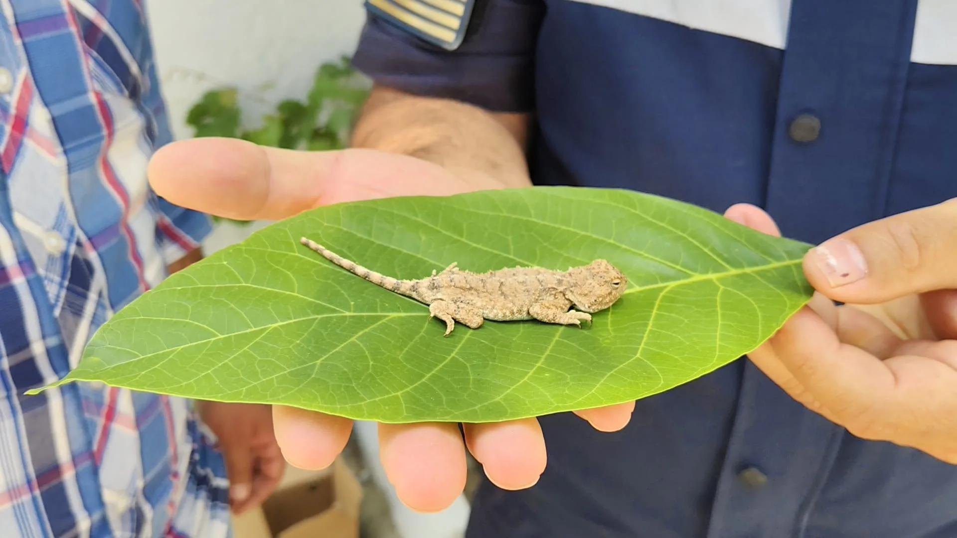 Yerköy ilçemizde nesli tükenme tehdidi altındaki bozkır keleri, duyarlı bir