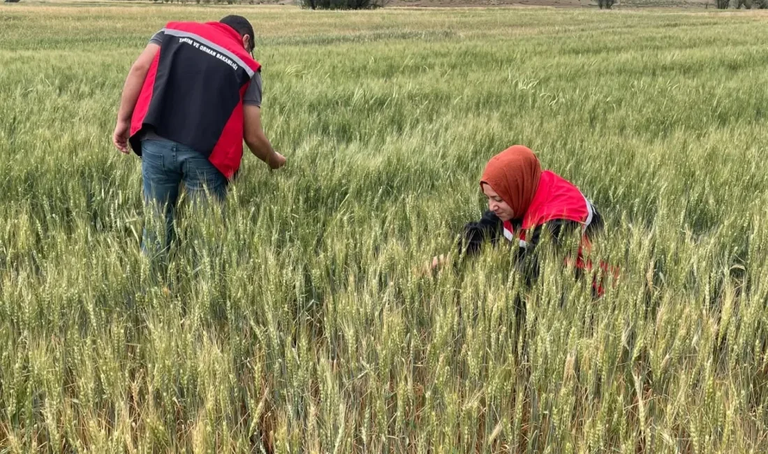 Yerköy’de etkili olan sağanak ve dolu yağışı sonrası İlçe Tarım