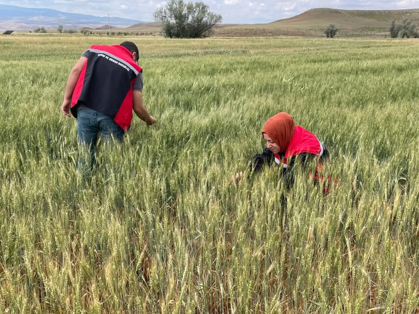 Yerköy’de etkili olan sağanak ve dolu yağışı sonrası İlçe Tarım
