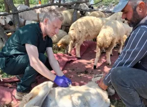 Yerköy Kaymakamlığı, sahipli hayvanların kuduz aşısı ve mikroçip ile kayıt