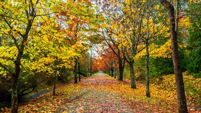 Sonbahar yapraklarını izlemeyi sevenler için en güzel mevsim geldi. Renklerin