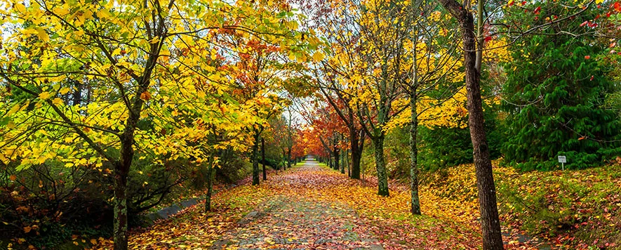 Sonbahar yapraklarını izlemeyi sevenler için en güzel mevsim geldi. Renklerin