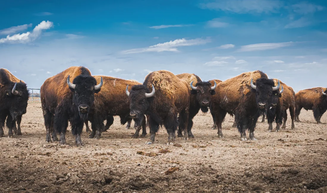 Vahşi Yaşamın En Güzel Enstantaneleri İçin 3 Başarılı Destinasyon Günümüzde