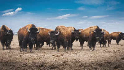 Vahşi Yaşamın En Güzel Enstantaneleri İçin 3 Başarılı Destinasyon Günümüzde