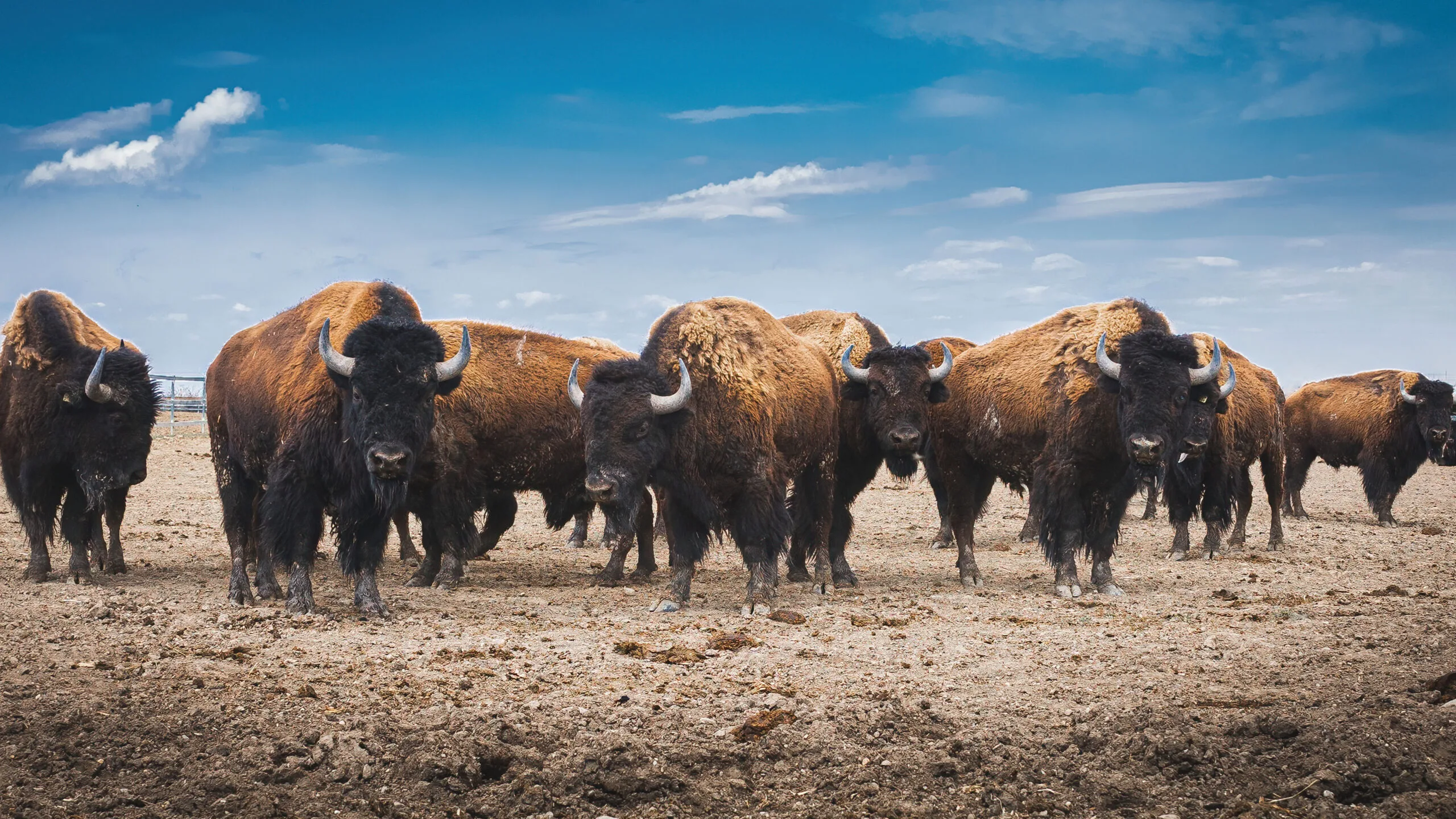 Vahşi Yaşamın En Güzel Enstantaneleri İçin 3 Başarılı Destinasyon Günümüzde