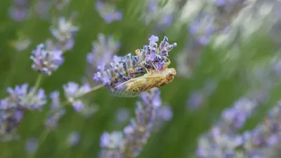 Isparta’nın Keçiborlu ilçesinde bulunan Kuyucak Köyü, Türkiye’nin lavanta cenneti olarak