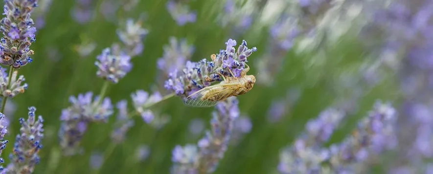 Isparta’nın Keçiborlu ilçesinde bulunan Kuyucak Köyü, Türkiye’nin lavanta cenneti olarak