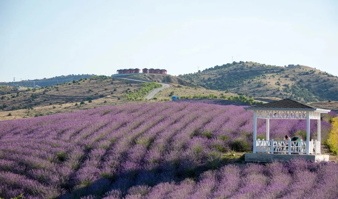 Yozgat’ta özellikle Çekerek bölgesinde hızla yayılan lavanta tarımı, ekonomik ve