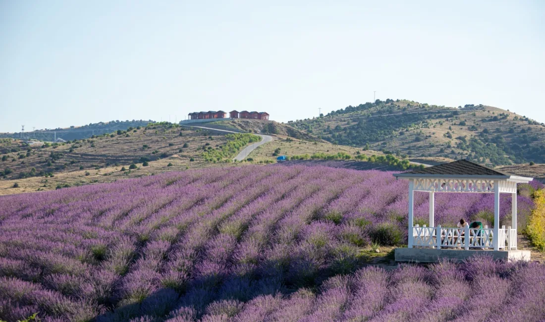 Çekerek’te bulunan dünyanın en büyük lavanta adası, mor renge bürünerek