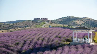 Çekerek’te bulunan dünyanın en büyük lavanta adası, mor renge bürünerek