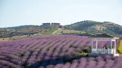 Yozgat’ta özellikle Çekerek bölgesinde hızla yayılan lavanta tarımı, ekonomik ve