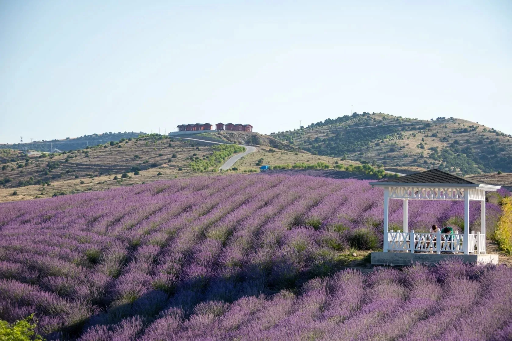 Yozgat’ta özellikle Çekerek bölgesinde hızla yayılan lavanta tarımı, ekonomik ve