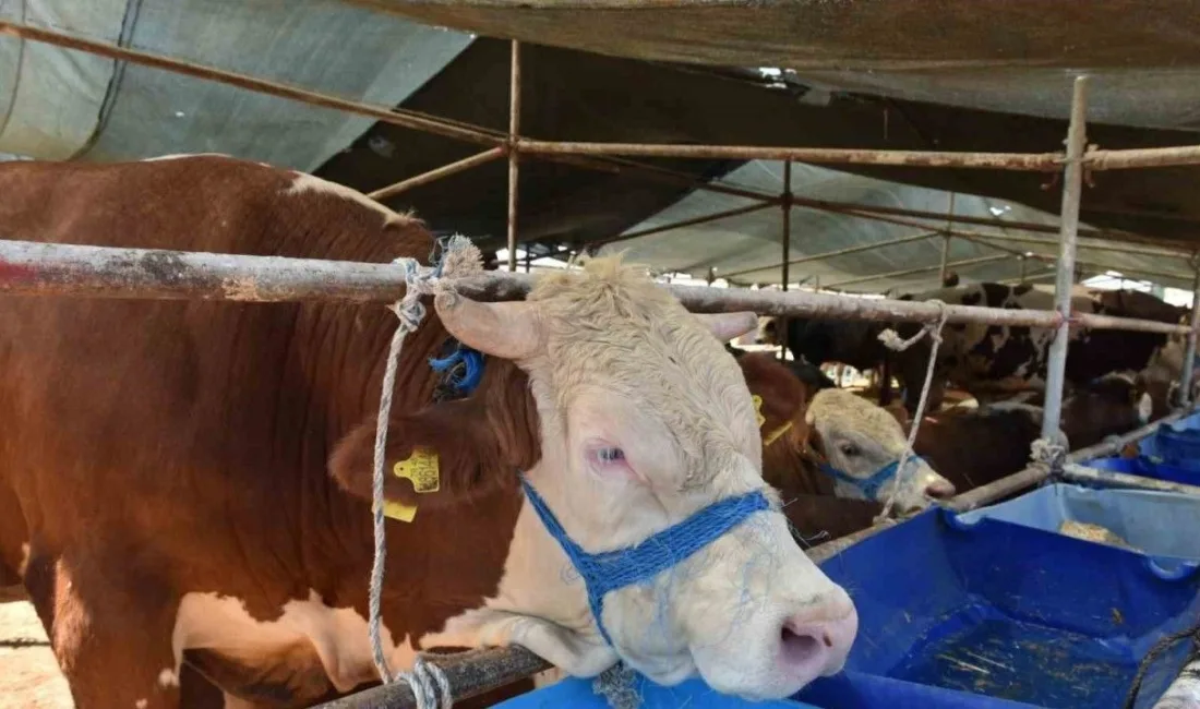 Çevre illerde görülen yeni varyant şap hastalığı nedeniyle Yozgat’ta tüm