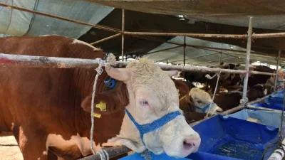 Çevre illerde görülen yeni varyant şap hastalığı nedeniyle Yozgat’ta tüm