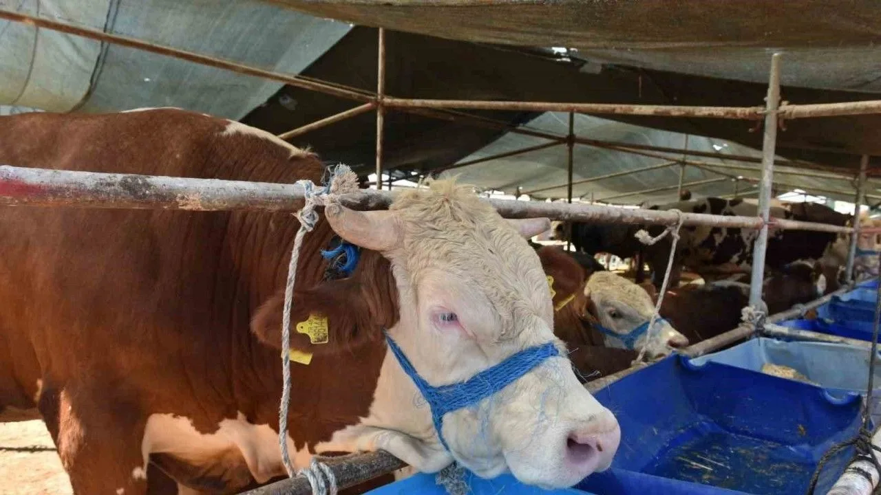 Çevre illerde görülen yeni varyant şap hastalığı nedeniyle Yozgat’ta tüm