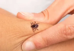 Sivas’ta vücuduna yapışan üç keneyi yanlış yöntemle çıkarmaya çalışan kişi,