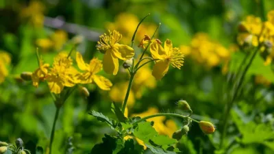 Yol kenarlarında, boş arazilerde sıklıkla karşımıza çıkan kırlangıç otu, geleneksel