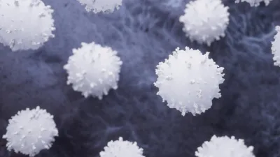 Bağışıklık sisteminin kritik savaşçıları olan nötrofiller (NEU), enfeksiyonlarla mücadelede ilk