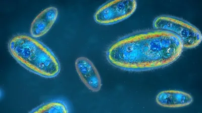 İnsan sağlığını tehdit eden gizli düşmanlardan biri olan parazitler, vücuda