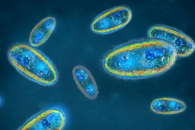 İnsan sağlığını tehdit eden gizli düşmanlardan biri olan parazitler, vücuda