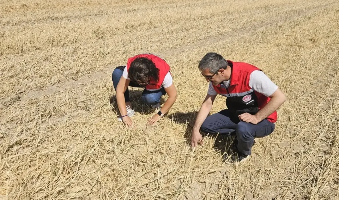 Yerköy İlçe Tarım ve Orman Müdürlüğü, 2025 hasat sezonu öncesi