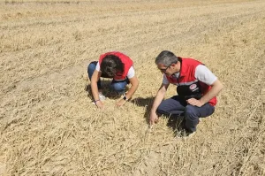 Yerköy İlçe Tarım ve Orman Müdürlüğü, 2025 hasat sezonu öncesi