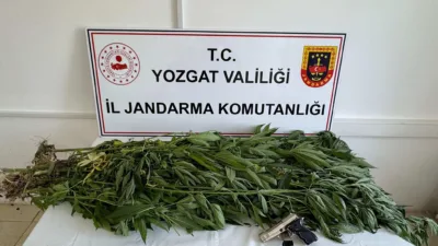 Yozgat’ın Çekerek ilçesinde bir eve düzenlenen jandarma operasyonunda 14 kök