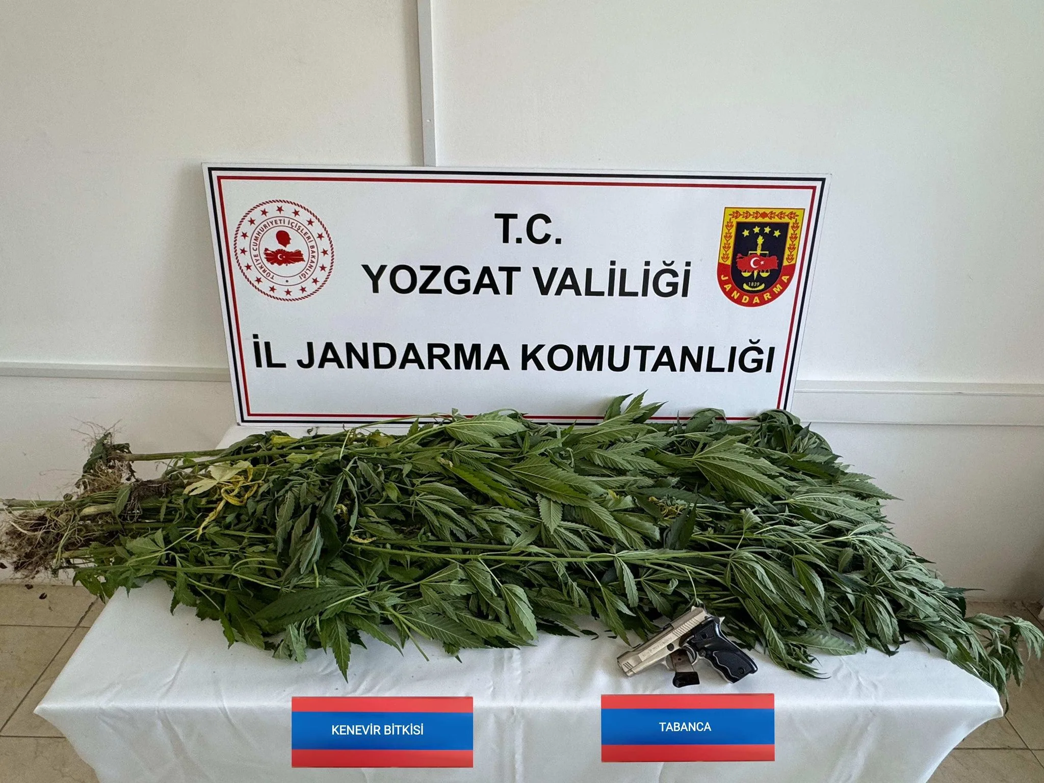 Yozgat’ın Çekerek ilçesinde bir eve düzenlenen jandarma operasyonunda 14 kök