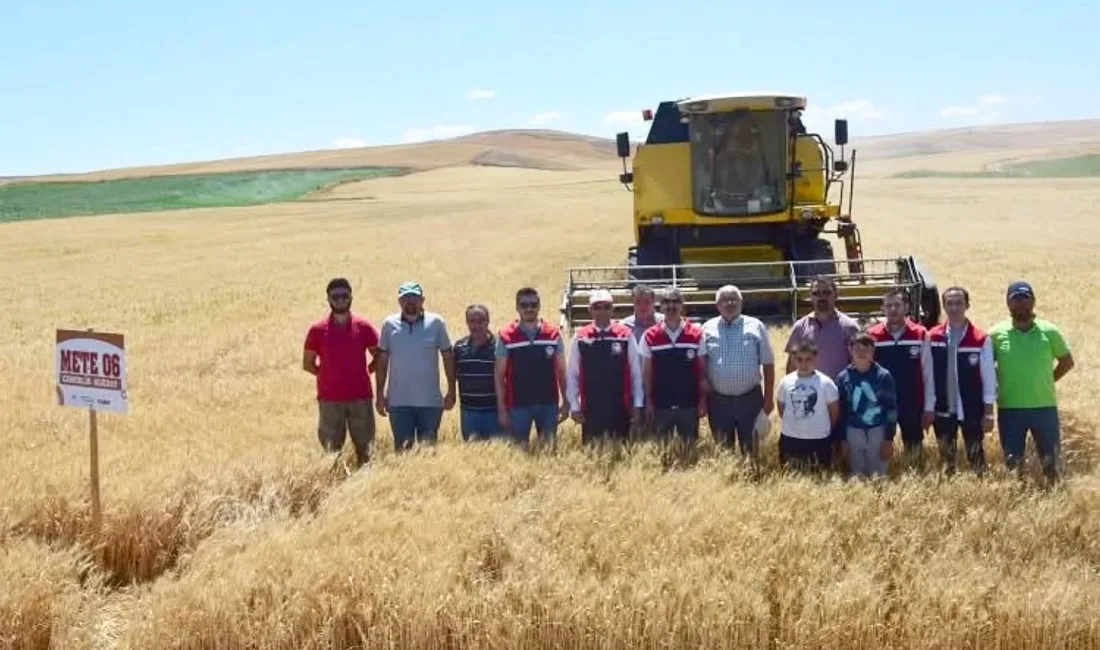 Yerköy’de gerçekleştirilen ilk buğday demonstrasyon hasadında yerli ve milli tohumların