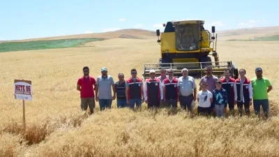 Yerköy’de gerçekleştirilen ilk buğday demonstrasyon hasadında yerli ve milli tohumların