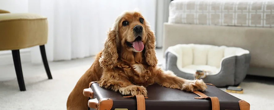 Evcil hayvanlarımızla birlikte keyifli bir tatil yapmak istediğimizde, hayvan dostu