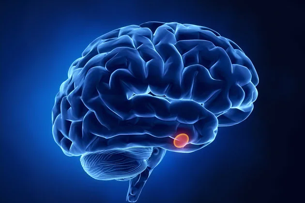 Hipofiz bezinin adenomları, hormon sistemi hastalıklarından biri olarak karşımıza çıkmaktadır.