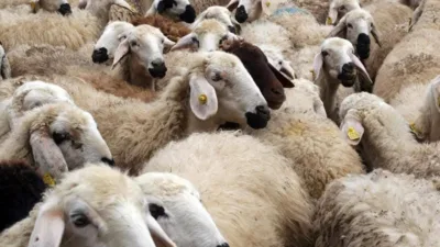 Yozgat’ta kırsal kalkınmayı desteklemek ve hayvancılık sektörünü güçlendirmek amacıyla 2020