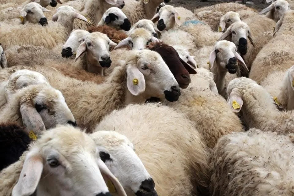 Yozgat’ta kırsal kalkınmayı desteklemek ve hayvancılık sektörünü güçlendirmek amacıyla 2020